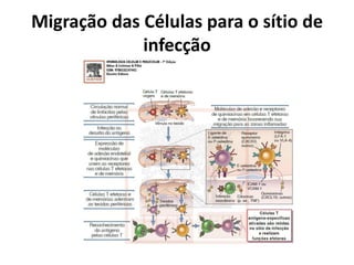 Migração das Células para o sítio de
infecção

 