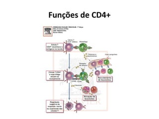Funções de CD4+

 