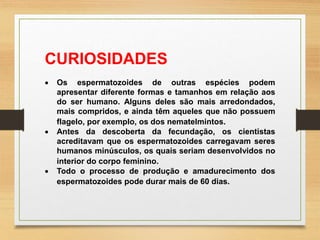 CURIOSIDADES
 Os espermatozoides de outras espécies podem
apresentar diferente formas e tamanhos em relação aos
do ser humano. Alguns deles são mais arredondados,
mais compridos, e ainda têm aqueles que não possuem
flagelo, por exemplo, os dos nematelmintos.
 Antes da descoberta da fecundação, os cientistas
acreditavam que os espermatozoides carregavam seres
humanos minúsculos, os quais seriam desenvolvidos no
interior do corpo feminino.
 Todo o processo de produção e amadurecimento dos
espermatozoides pode durar mais de 60 dias.
 