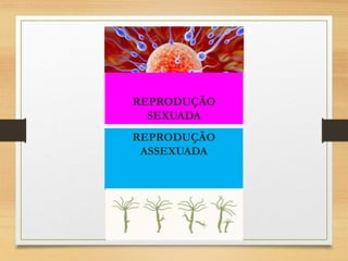REPRODUÇÃO
SEXUADA
REPRODUÇÃO
ASSEXUADA
 