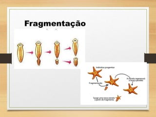 Fragmentação
 