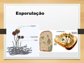 Esporulação
 