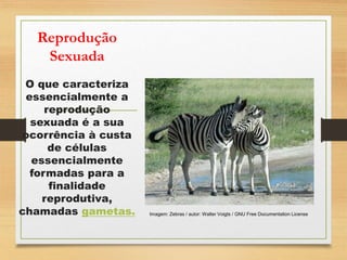 Reprodução
Sexuada
O que caracteriza
essencialmente a
reprodução
sexuada é a sua
ocorrência à custa
de células
essencialmente
formadas para a
finalidade
reprodutiva,
chamadas gametas. Imagem: Zebras / autor: Walter Voigts / GNU Free Documentation License
 