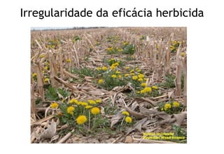 Irregularidade da eficácia herbicida
 