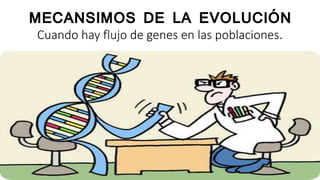 MECANSIMOS DE LA EVOLUCIÓN
Cuando hay flujo de genes en las poblaciones.
 