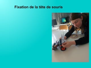 Fixation de la tête de souris
 
