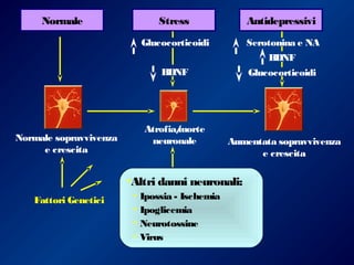 Normale Stress Antidepressivi
Glucocorticoidi Serotonina e NA
BDNF
GlucocorticoidiBDNF
Aumentata sopravvivenza
e crescita
Normale sopravvivenza
e crescita
Fattori Genetici
Atrofia/morte
neuronale
•Altri danni neuronali:
• Ipossia - Ischemia
• Ipoglicemia
• Neurotossine
• Virus
 