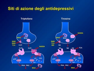 TriptofanoTriptofano
5-HT5-HT
5-HT5-HT5-HT5-HT
SSRISSRI
SNRISNRI
TCATCA
IIMAOMAO MAOMAO
PKCPKCPKAPKA
ATPATP
PIP2PIP2
cAMPcAMP DAGDAG
MAOMAO
++ ++ CaCa2+2+
5-HT5-HT22
GG PLCPLC
5-HT5-HT44
GsGs
ACAC
IP2
IP2
IP3IP3
IPIP
II
5-HT5-HT
NASSANASSA
TirosinaTirosina
NANA
NANANANA
SNRISNRI
TCATCA
NRINRI
IIMAOMAO MAOMAO
PKCPKCPKAPKA
ATPATP
PIP2PIP2
cAMPcAMP DAGDAG
MAOMAO
++ ++ CaCa2+2+
αα11
GG PLCPLC
ßß
GsGs
ACAC
IP2
IP2
IP3IP3
IPIP
II
NANA
NANA TCATCA
αα22
NASSANASSA
Siti di azione degli antidepressiviSiti di azione degli antidepressivi
 