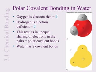 3.1 Chemical Bonding   Polar Covalent Bonding in Water
                       • Oxygen is electron rich = δ-
                       • Hydrogen is electron
                         deficient = δ+
                       • This results in unequal
                         sharing of electrons in the
                         pairs = polar covalent bonds
                       • Water has 2 covalent bonds
 