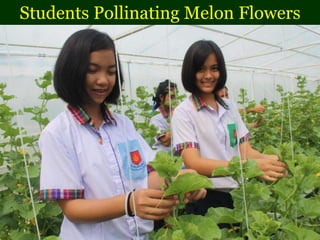 Students Pollinating Melon Flowers
 