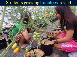 Students growing tomatoes in sand
 