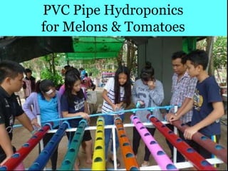 PVC Pipe Hydroponics
for Melons & Tomatoes
 