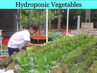 Hydroponic Vegetables
 