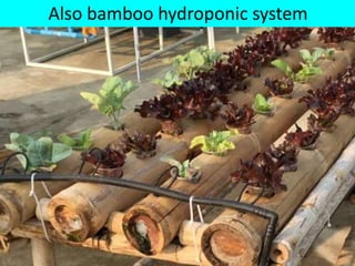 Also bamboo hydroponic system
 