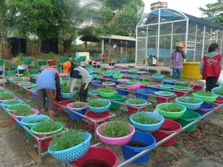 Village Development Partnership 127
 