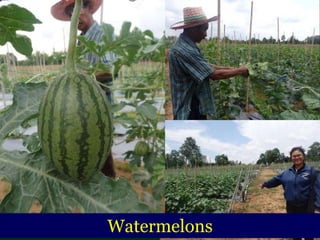 Watermelons
 