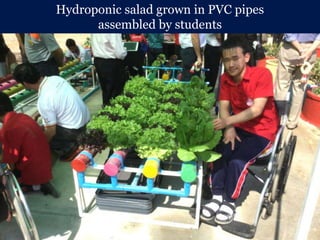 Hydroponic salad grown in PVC pipes
assembled by students
 