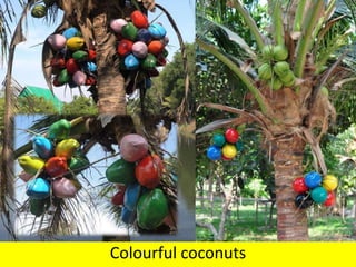 Colourful coconuts
 