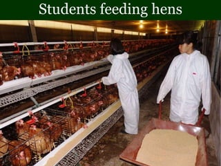 Students feeding hens
 