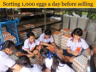 Sorting 1,000 eggs a day before selling
 