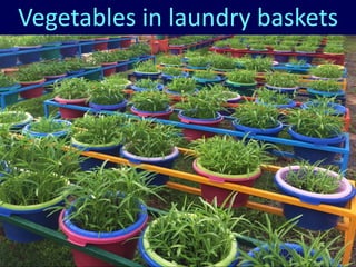 Village Development Partnership 88
Vegetables in laundry baskets
 