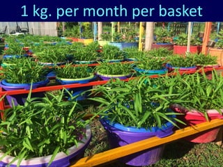 Village Development Partnership 89
1 kg. per month per basket
 