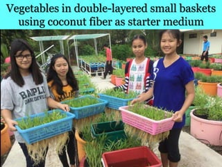 Village Development Partnership
Vegetables in double-layered small baskets
using coconut fiber as starter medium
 