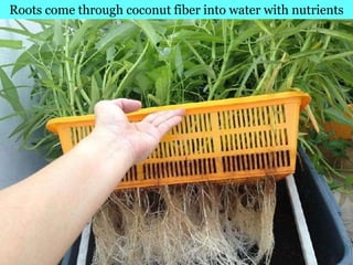 Village Development Partnership
Roots come through coconut fiber into water with nutrients
 