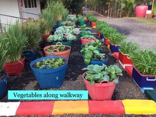 Village Development Partnership 92
Vegetables along walkway
 