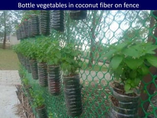 Bottle vegetables in coconut fiber on fence
 