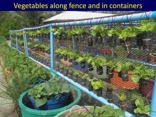 Vegetables along fence and in containers
 