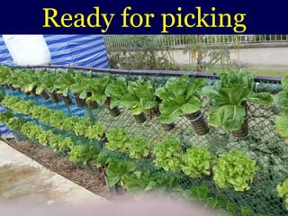 Ready for picking
 