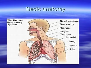 Basic anatomy 