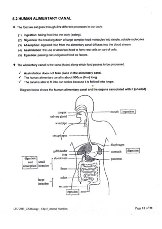 Mechanical and chemical digestion in human | PDF