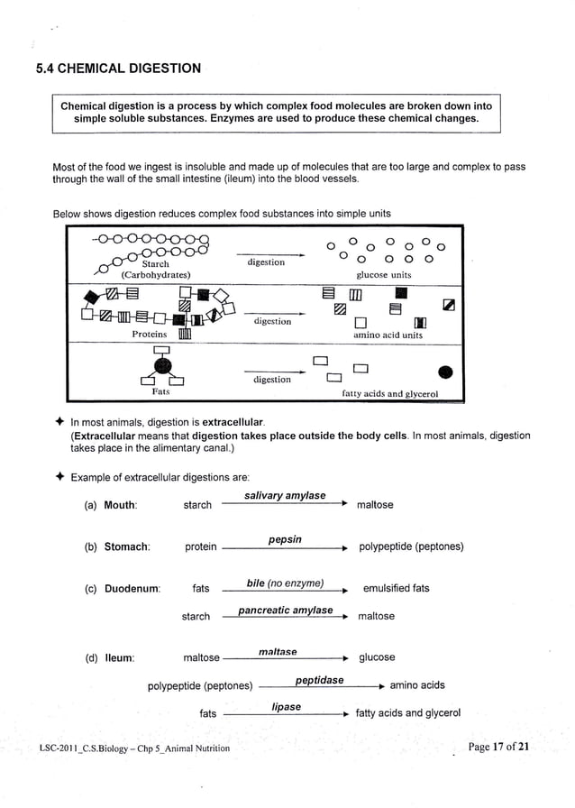 Mechanical and chemical digestion in human