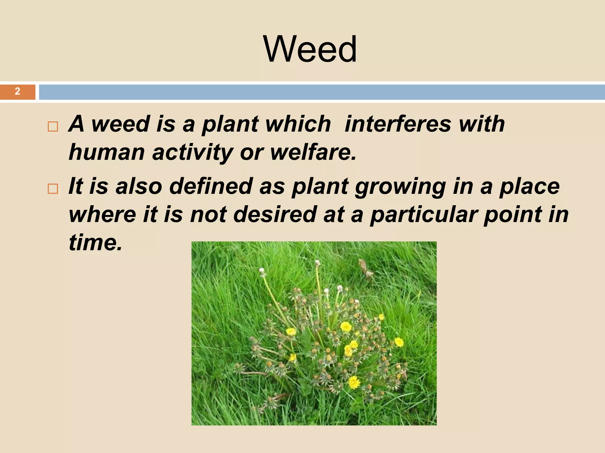 Weed
A weed is a plant which interferes with
human activity or welfare.
It is also defined as plant growing in a place
where it is not desired at a particular point in
time.
2