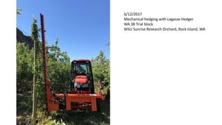 6/12/2017
Mechanical hedging with Lagasse Hedger
WA 38 Trial block
WSU Sunrise Research Orchard, Rock Island, WA
 