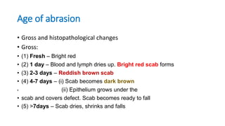 Age of abrasion
• Gross and histopathological changes
• Gross:
• (1) Fresh – Bright red
• (2) 1 day – Blood and lymph dries up. Bright red scab forms
• (3) 2-3 days – Reddish brown scab
• (4) 4-7 days – (i) Scab becomes dark brown
• (ii) Epithelium grows under the
• scab and covers defect. Scab becomes ready to fall
• (5) >7days – Scab dries, shrinks and falls
 