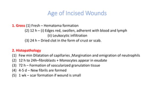 Age of Incised Wounds
1. Gross (1) Fresh – Hematoma formation
(2) 12 h – (i) Edges red, swollen, adherent with blood and lymph
(ii) Leukocytic infiltration
(3) 24 h – Dried clot in the form of crust or scab.
2. Histopathology
(1) Few min Dilatation of capillaries ,Margination and emigration of neutrophils
(2) 12 h to 24h–fibroblasts + Monocytes appear in exudate
(3) 72 h – Formation of vascularized granulation tissue
(4) 4-5 d – New fibrils are formed
(5) 1 wk – scar formation if wound is small
 
