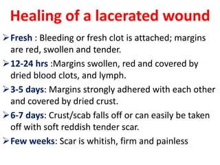 Healing of a lacerated wound
Fresh : Bleeding or fresh clot is attached; margins
are red, swollen and tender.
12-24 hrs :Margins swollen, red and covered by
dried blood clots, and lymph.
3-5 days: Margins strongly adhered with each other
and covered by dried crust.
6-7 days: Crust/scab falls off or can easily be taken
off with soft reddish tender scar.
Few weeks: Scar is whitish, firm and painless
 