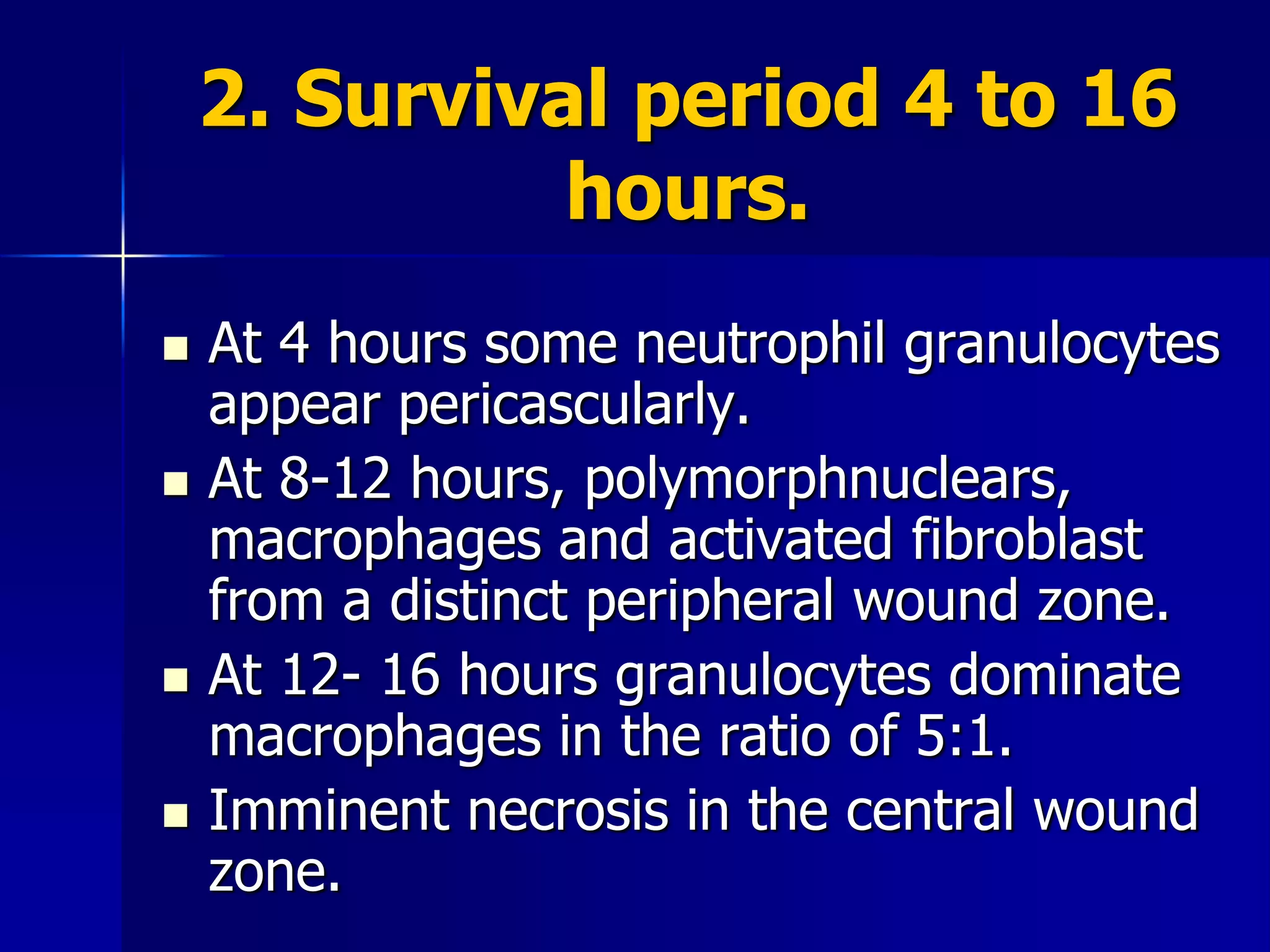 2. Survival period 4 to 16
hours.
 At 4 hours some neutrophil granulocytes
appear pericascularly.
 At 8-12 hours, polymorphnuclears,
macrophages and activated fibroblast
from a distinct peripheral wound zone.
 At 12- 16 hours granulocytes dominate
macrophages in the ratio of 5:1.
 Imminent necrosis in the central wound
zone.
 