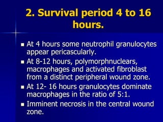 2. Survival period 4 to 16
hours.
 At 4 hours some neutrophil granulocytes
appear pericascularly.
 At 8-12 hours, polymorphnuclears,
macrophages and activated fibroblast
from a distinct peripheral wound zone.
 At 12- 16 hours granulocytes dominate
macrophages in the ratio of 5:1.
 Imminent necrosis in the central wound
zone.
 
