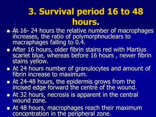 3. Survival period 16 to 48
hours.
 At 16- 24 hours the relative number of macrophages
increases, the ratio of polymorphnuclears to
macraphages falling to 0.4.
 After 16 hours, older fibrin stains red with Martius
scarlet blue, whereas before 16 hours , newer fibrin
stains yellow.
 At 24 hours number of granulocytes and amount of
fibrin increase to maximum.
 At 24-48 hours, the epidermis grows from the
incised edge forward the centre of the wound.
 At 32 hours, necrosis is apparent in the central
wound zone.
 At 48 hours, macrophages reach their maximum
concentration in the peripheral zone.
 