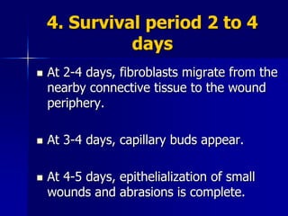 4. Survival period 2 to 4
days
 At 2-4 days, fibroblasts migrate from the
nearby connective tissue to the wound
periphery.
 At 3-4 days, capillary buds appear.
 At 4-5 days, epithelialization of small
wounds and abrasions is complete.
 
