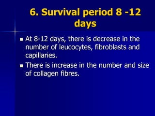 6. Survival period 8 -12
days
 At 8-12 days, there is decrease in the
number of leucocytes, fibroblasts and
capillaries.
 There is increase in the number and size
of collagen fibres.
 