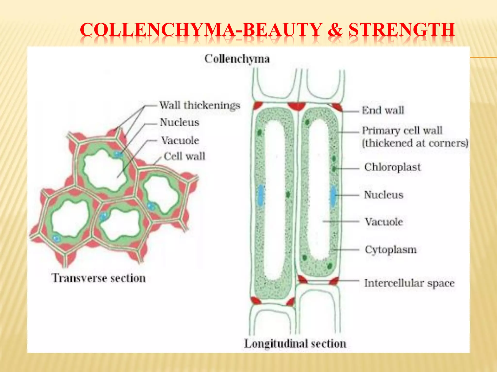 COLLENCHYMA-BEAUTY & STRENGTH
 