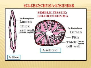 SCLERENCHYMA-ENGINEER
 
