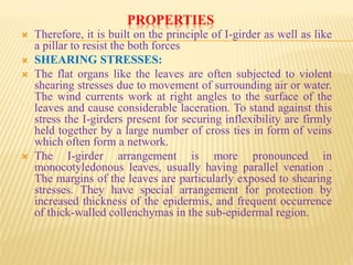 PROPERTIES
 Therefore, it is built on the principle of I-girder as well as like
a pillar to resist the both forces
 SHEARING STRESSES:
 The flat organs like the leaves are often subjected to violent
shearing stresses due to movement of surrounding air or water.
The wind currents work at right angles to the surface of the
leaves and cause considerable laceration. To stand against this
stress the I-girders present for securing inflexibility are firmly
held together by a large number of cross ties in form of veins
which often form a network.
 The I-girder arrangement is more pronounced in
monocotyledonous leaves, usually having parallel venation .
The margins of the leaves are particularly exposed to shearing
stresses. They have special arrangement for protection by
increased thickness of the epidermis, and frequent occurrence
of thick-walled collenchymas in the sub-epidermal region.
 