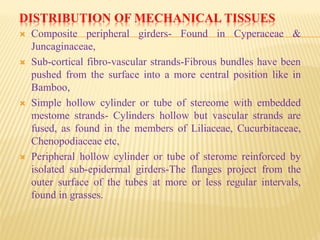 DISTRIBUTION OF MECHANICAL TISSUES
 Composite peripheral girders- Found in Cyperaceae &
Juncaginaceae,
 Sub-cortical fibro-vascular strands-Fibrous bundles have been
pushed from the surface into a more central position like in
Bamboo,
 Simple hollow cylinder or tube of stereome with embedded
mestome strands- Cylinders hollow but vascular strands are
fused, as found in the members of Liliaceae, Cucurbitaceae,
Chenopodiaceae etc,
 Peripheral hollow cylinder or tube of sterome reinforced by
isolated sub-epidermal girders-The flanges project from the
outer surface of the tubes at more or less regular intervals,
found in grasses.
 