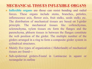 MECHANICAL TISSUES INFLEXIBLE ORGANS
 Inflexible organs are those can resist bending and radial
forces. These organs include stems, branches, petioles,
inflorescence axis, flower axis, fruit stalks, seeds stalks etc.
The distribution of mechanical tissues are based on I-girder
principle. The mechanical tissues like collenchymas,
sclerenchyma, xylem tissues etc form the flanges and the
parenchyma, phloem tissues in between the flanges constitute
the web position of the girder. The multiple number of the
girders arranged in a ring to form a composite girder system in
cylindrical structures.
 Mainly five types of organization ( Haberlandt) of mechanical
tissues are found---
 Sub-epidermal girders-Found in Lamiaceae in square or
rectangular in outline
 